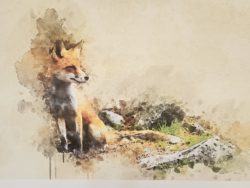 renard dans la nature